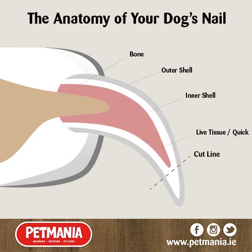 The Anatomy Of Your Dogs Nails 