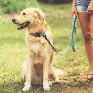 Shop-Collars-Leads-and-Harnesses-for-Dogs