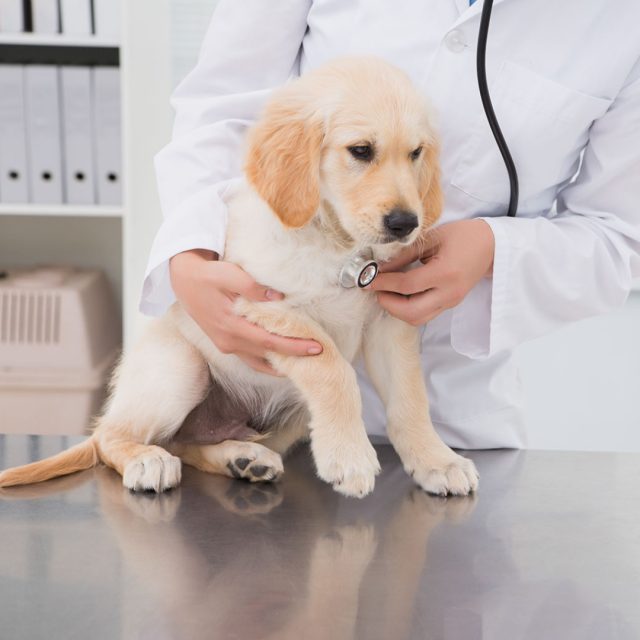 vaccinations-and-your-puppy-dog-care-petmania