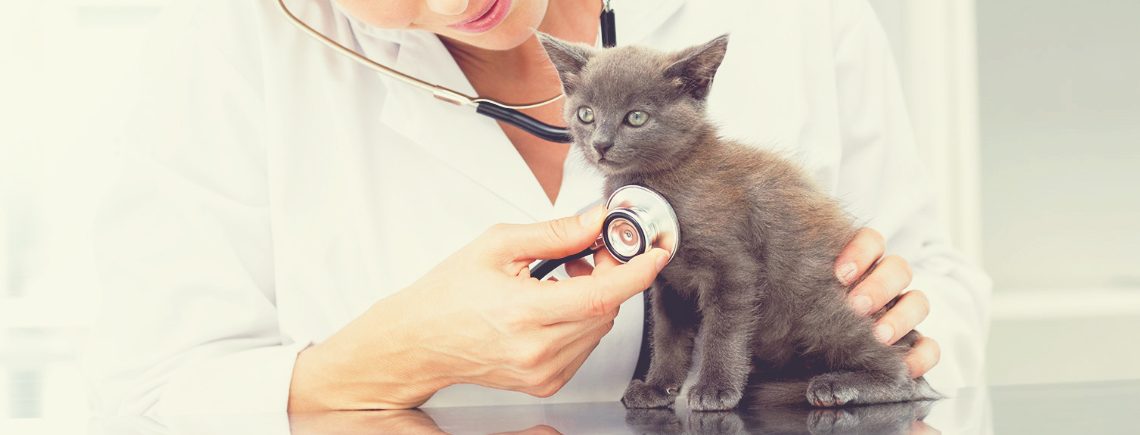 vet examining kitten with stethoscope in hospital before vaccinations