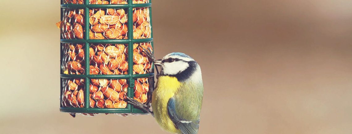 hungry blue tit eating from garden bird feede