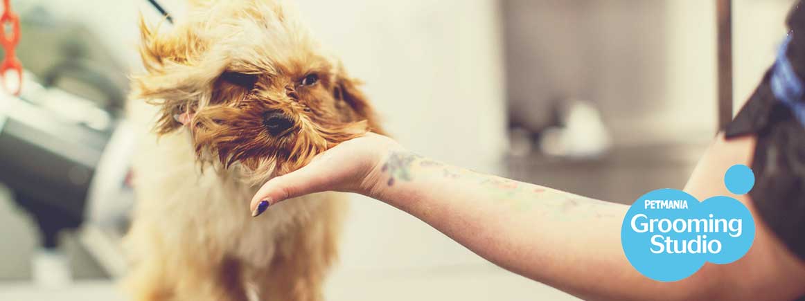 Dog Grooming at Petmania • Book online today!