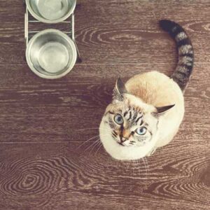 cat feeder and bowls