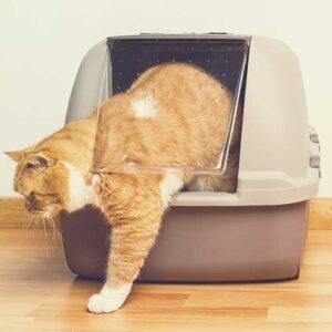 cat toilet and litter trays